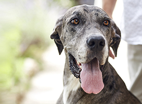 Σκύλοι και γάτες, είναι σαρκοφάγα;